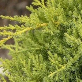 juniperus-pfitzeriana-goldkissen-jalowiec-igly-srebrno-zielone-konce-zol