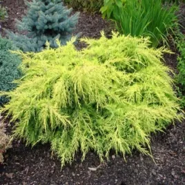 juniperus-pfitzeriana-gold-star-jalowiec-krzewiasta-luski-i-igly-zlocist