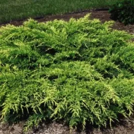 juniperus-pfitzeriana-old-gold-jalowiec-rozlozysty-igly-zlociste-c5