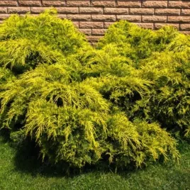 juniperus-pfitzeriana-pfitzeriana-aurea-jalowiec-rozlozysty-igly-jasno-z