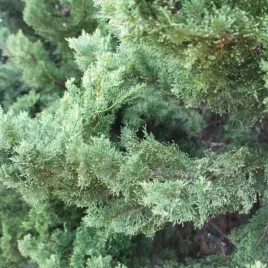 juniperus-pfitzeriana-pfitzeriana-glauca-jalowiec-rozlozysty-luski-srebr