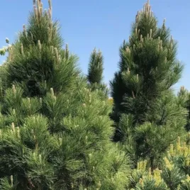 pinus-nigra-green-rocket-sosna-czarna-kolumna-igly-jasno-zielone-c2