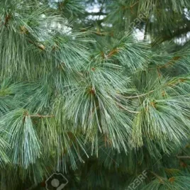 pinus-wallichiana-sosna-himalajska-przewisajacy-igly-niebiesko-zielone-dlug