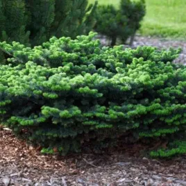 abies-balsamea-nana-jodla-balsamiczna-karlowy-zaokraglony-c2