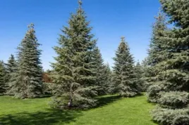 abies-concolor-jodla-kalifornijska-regularny-stozek-igly-niebiesko-zielone