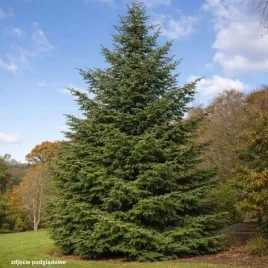 abies-nordmanniana-jodla-kaukaska-szeroki-regularny-stozek-igly-ciemno-ziel