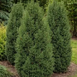 taxus-media-hicksii-barth-cis-posredni-szeroko-kolumnowy-igly-ciemno-zie