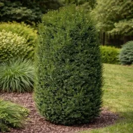 taxus-media-hillii-cis-posredni-kolumna-igly-zielone-c2