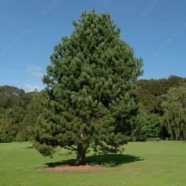 pinus-nigra-sosna-czarna-drzewo-szeroko-stozkowe-igly-ciemno-zielone-c2