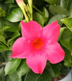 rozowa-sundaville-sundavilla-dipladenia-pink-ok-20-cm