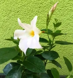 sundavilla-sundaville-dipladenia-biala-ok-20-cm