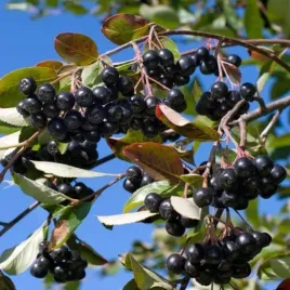 aronia-melanocarpa-hugin-aronia-czarna-owoc-jagody-czarny-c15