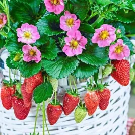 fragaria-anastazja-truskawka-wczesna-owoc-duzy-obfity-c1