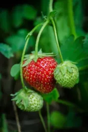 fragaria-alioth-truskawka-kwiat-bialy-srednio-pozny-owoc-czerwony-c1