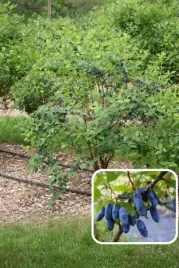 lonicera-caerulea-aurora-jagoda-kamczacka-owoc-niebieski-podluzny-c2