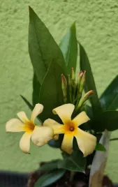 sundavilla-sundaville-dipladenia-gold-ok-20-cm