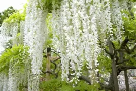 wisteria-floribunda-shiro-noda-glicynia-kwiecista-kwiaty-bialy-w-dlugich