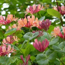 lonicera-heckrottii-american-beauty-wiciokrzew-kwiat-zolto-rozowy-c2