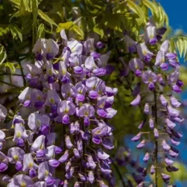 wisteria-floribunda-blue-dream-glicynia-kwiecista-pnacze-niebiesko-fiolet