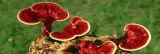 reishi-ganoderma-lacidum-kapsulki-120-szt-postac-kapsulki