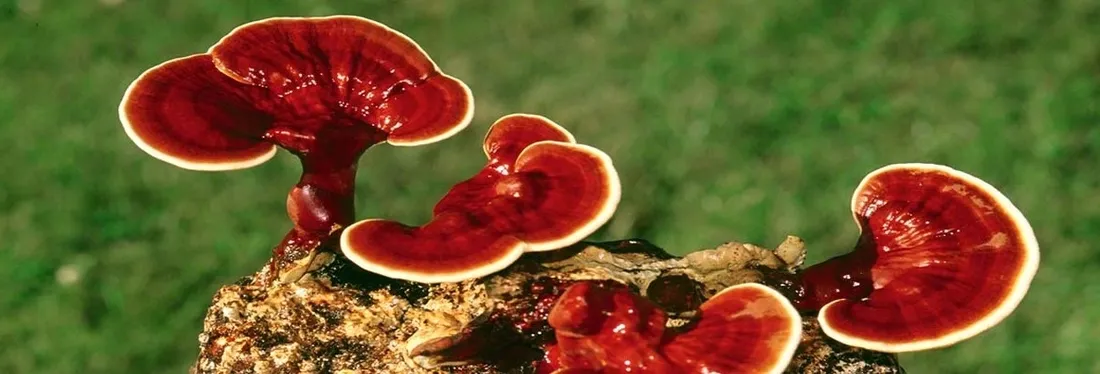 reishi-ganoderma-lacidum-kapsulki-120-szt