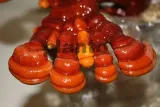 reishi-ganoderma-lacidum-kapsulki-120-szt-podstawowy-skladnik-grzyby