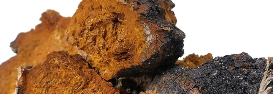 bio-chaga-proszek-100-g