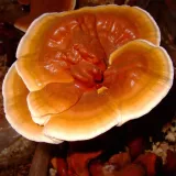 bio-reishi-proszek-100-g-postac-proszek