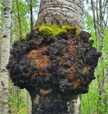 bio-chaga-proszek-100-g-podstawowy-skladnik-grzyby