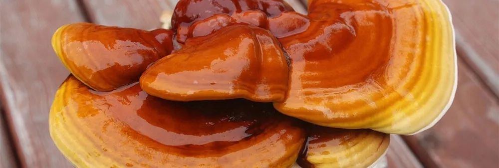 bio-reishi-proszek-100-g