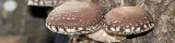 bio-shiitake-proszek-100-g-postac-proszek
