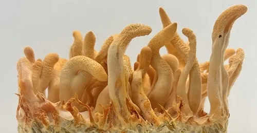 bio-cordyceps-sinensis-proszek-100-g-podstawowy-skladnik-grzyby