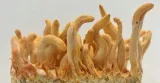 bio-cordyceps-sinensis-proszek-100-g-podstawowy-skladnik-grzyby