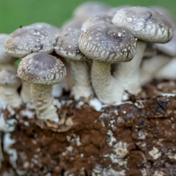 bio-shiitake-proszek-100-g-podstawowy-skladnik-grzyby
