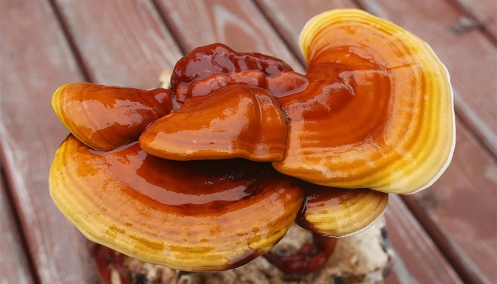 reishi-ganoderma-lucidum-90-kap-postac-kapsulki