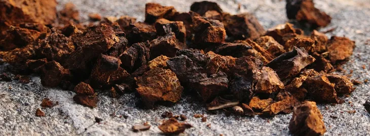 chaga-inonotus-obliquus-90-kap-podstawowy-skladnik-grzyby