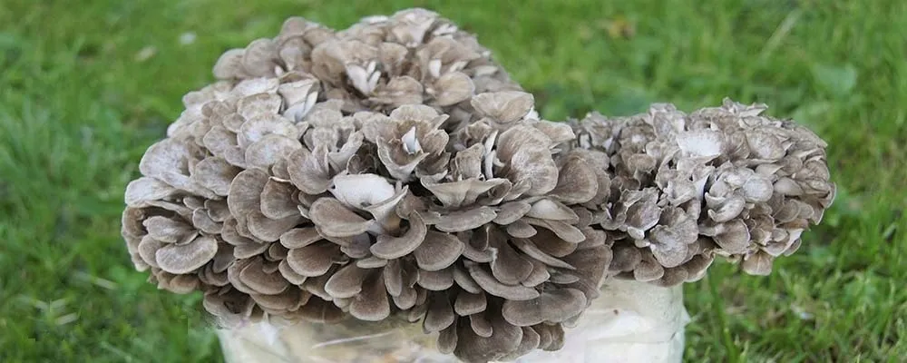 maitake-grifola-frondosa-90-kap