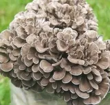 maitake-grifola-frondosa-90-kap-podstawowy-skladnik-grzyby