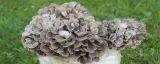 bio-maitake-proszek-100-g-postac-proszek