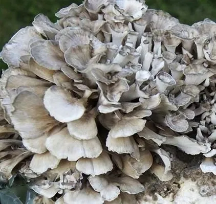 bio-maitake-proszek-100-g-postac-proszek