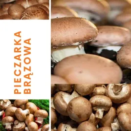 grzybnia-pieczarki-brazowej-10kg-or-zestaw-do-domowej-uprawy