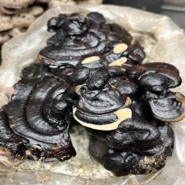 domowa-uprawa-black-reishi-ganoderma-sinense-podloze-z-grzybnia-3-kg