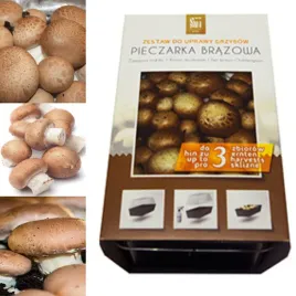 pieczarka-brazowa-gotowy-zestaw-3l-szybkie-i-naturalne-zbiory