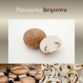 pieczarka-brazowa-gotowy-zestaw-do-domowej-uprawy-super-wydajny