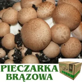 pieczarka-brazowa-podloze-gotowe-do-uprawy-15-l-wysoka-wydajnosc