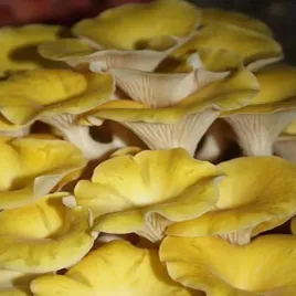 boczniak-cytrynowy-grzybnia-ziarnista-domowa-uprawa-szybkie-plony