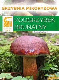 podgrzybek-brunatny-grzyby-lesne-grzybnia-mikoryza