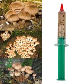 grzybnia-w-plynie-opienka-miodowa-10ml