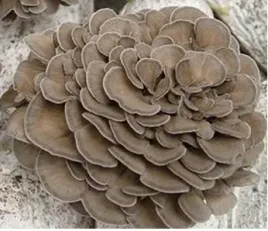maitake-grzybnia-kolki-20-zagwica-listkowata
