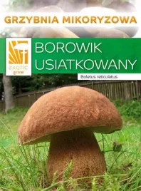 grzybnia-borowika-usiatkowanego-w-mikoryzie-zdrowe-grzyby-w-ogrodzie